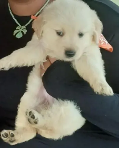 Golden retriever filhote saudavel e sociavel