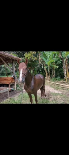 Cavalo a venda MM
