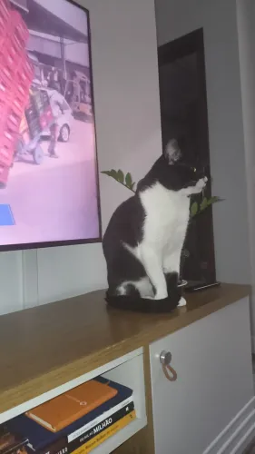 ADOÇÃO