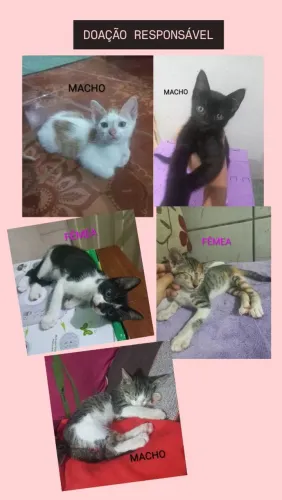 PARA ADOÇÃO / GATOS