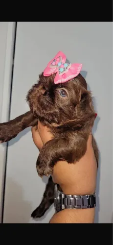 Shih-tzu chocolate com 54 dias fêmea