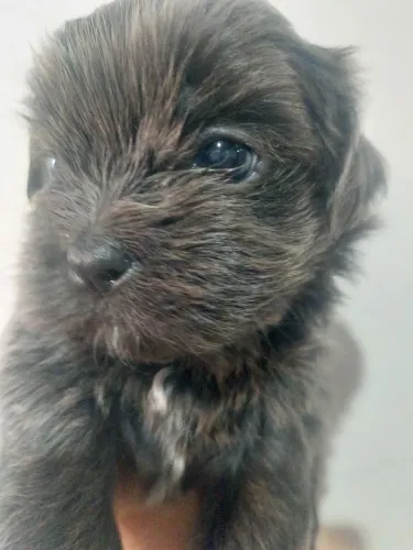 Shih Tzu fêmea