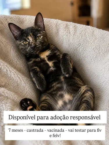 Gato para adoção 