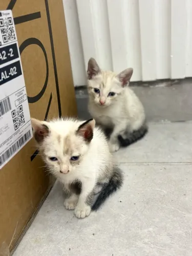 Gatos doação