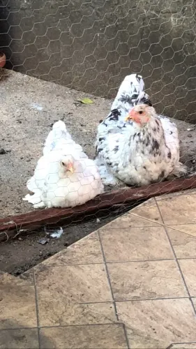 Casal Brahma disponível 