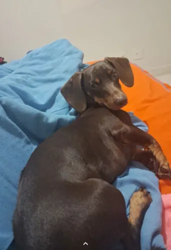Estou doando este salsicha 