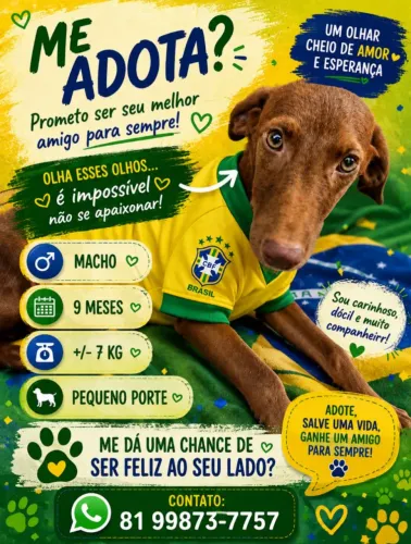 Porte pequeno para adoção 