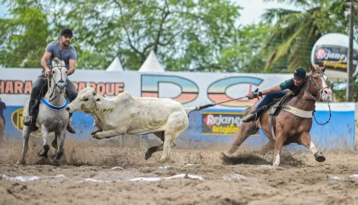 Cavalo