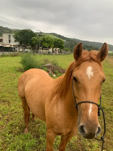 Vendo égua quarto de milha xucra 