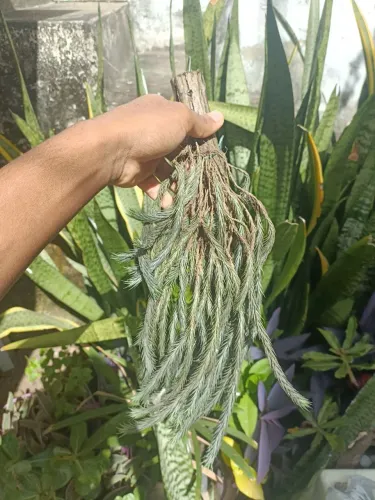 3 mudas tilandisias