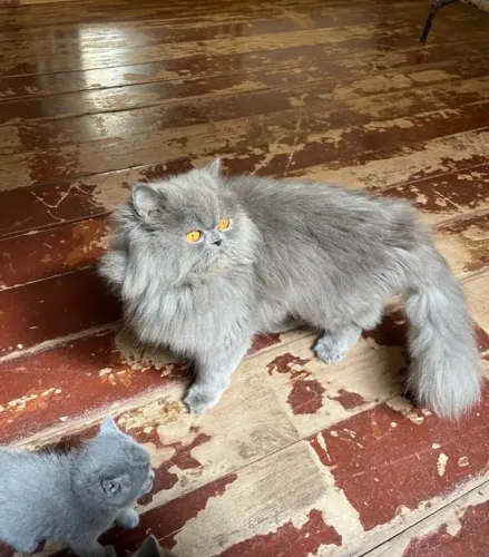 Filhote de Gata Persa (PARA SAIR HOJE)