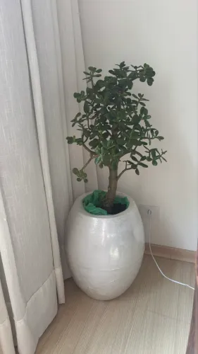 Planta Jade adulta Crassula Ovata