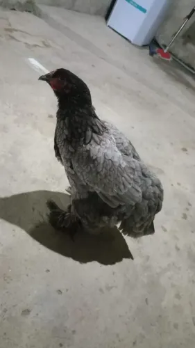 Casal de Brahma perto da postura *