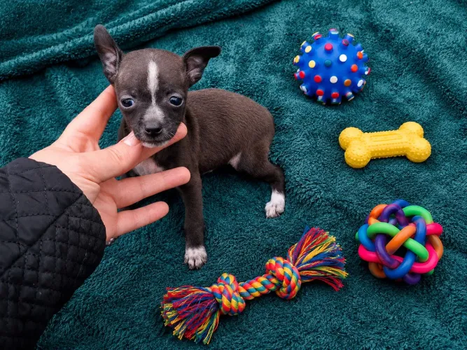 Pinscher Machinho