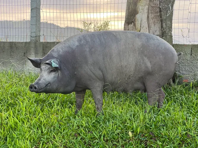 Porco raça Ibérico ( famoso pata negra )