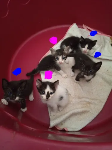 Gatinhos para adoção