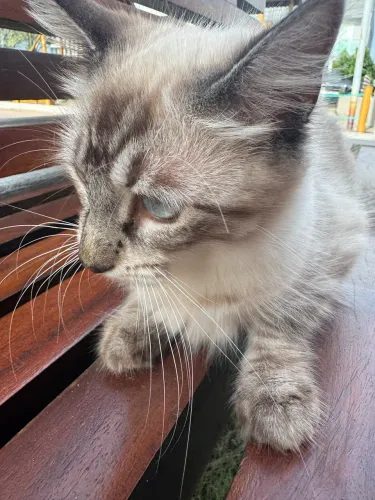 Gato egípcio