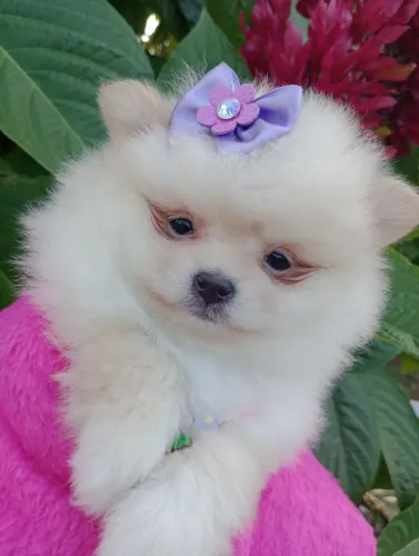 Spitz anã, fêmea Ursinha Baby Face em 10x no Cartão. Pedigree/vacina/contrato.