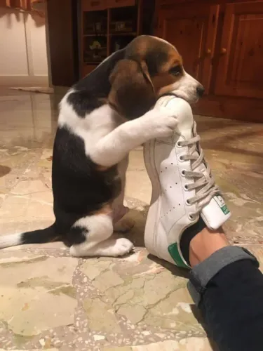 Beagle Filhotinho disponível nesta semana