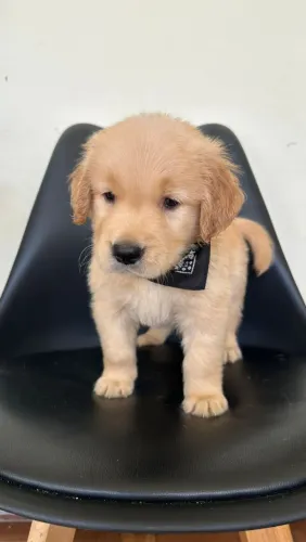 Filhote de Golden Retriever - Filhotinho de Golden - Filhote de cachorrinho