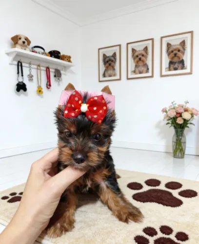 Linda Yorkshire Fofa