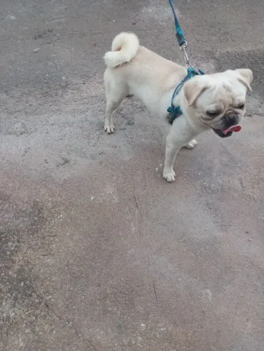 Pug macho top branco para cruzar 400