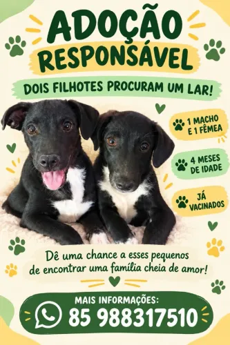 Cachorros