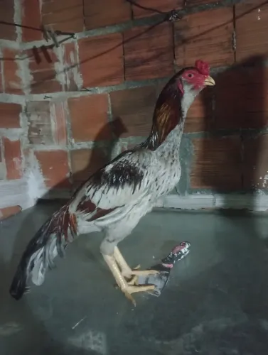 Frango