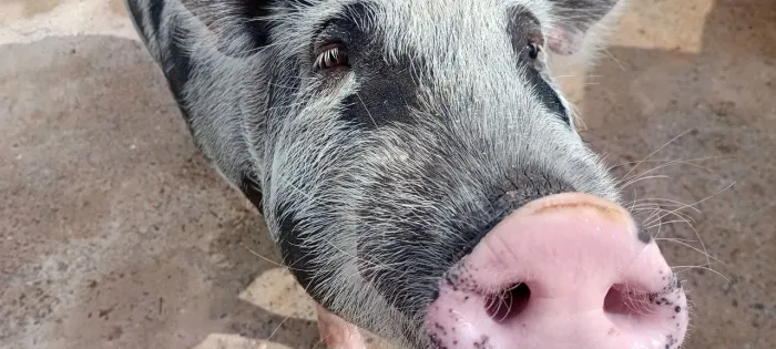Porca Caipira Prenha Pari em Julho