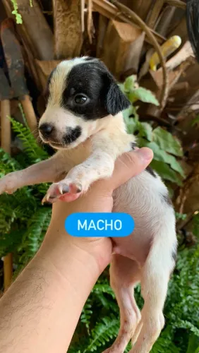 ADOÇÃO