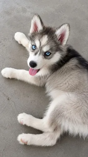 Filhote de Husky