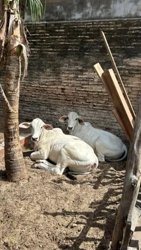 2 vaca Nelore