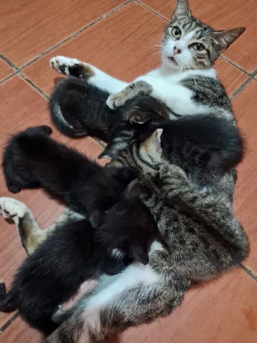 Doação de gatos