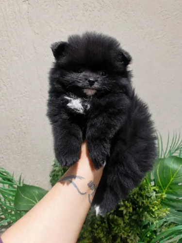 Lulu da Pomerânia - Spitz alemão anão (machos)