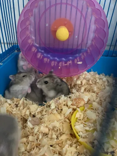 Vendo filhotes de hamster anao russo 