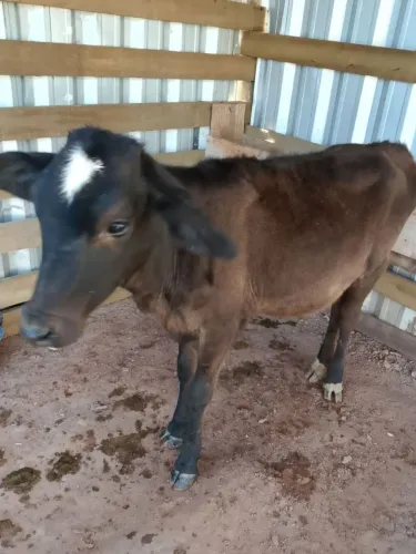 Vende bezerra