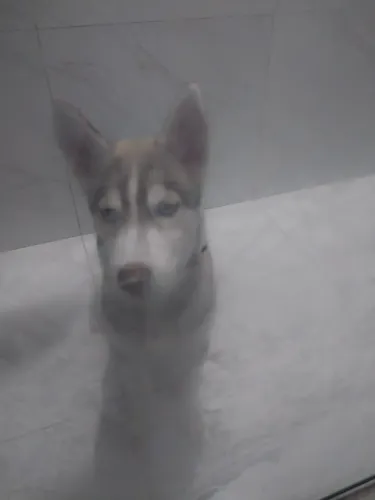 Vende-se uma cachorra rock siberiano