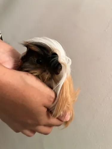 2 Porquinhas Peruanas
