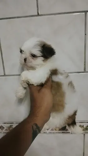 Shitzu
