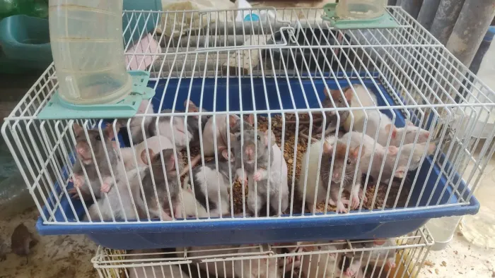 Doação de ramister