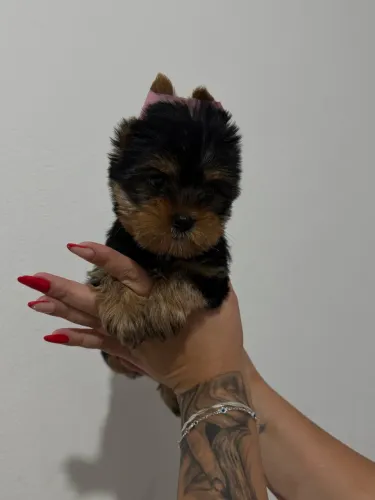 Yorkshire Terrier vendas tamanho micro