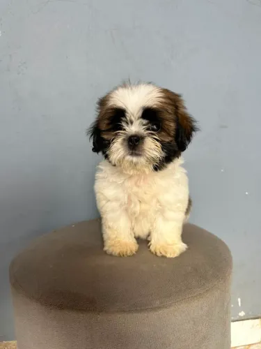 Vendo Filhote de Shih-tzu Macho