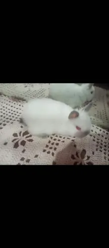 Vende coelho mini anão