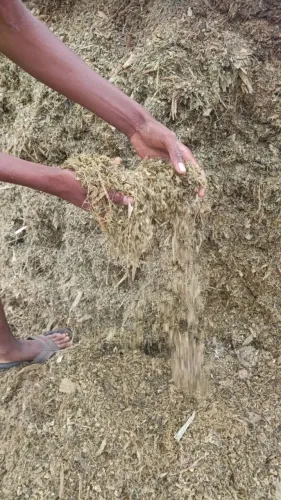 Silo de milho (com todo o milho ?)