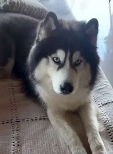 Vendo um casal de husky siberiano