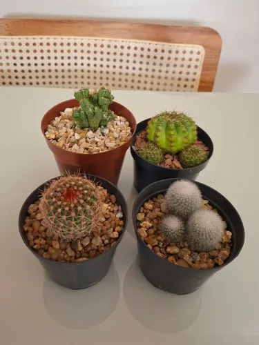 Kit de cactos 1