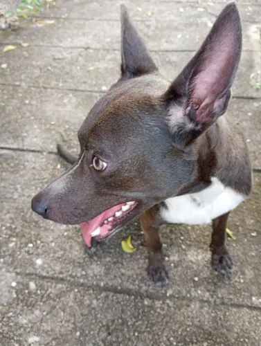Cachorro porte pequeno para adoção