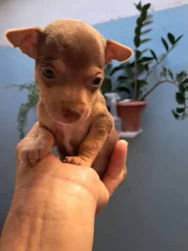 Cachorros ?