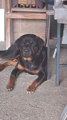 Doação de rottweiler