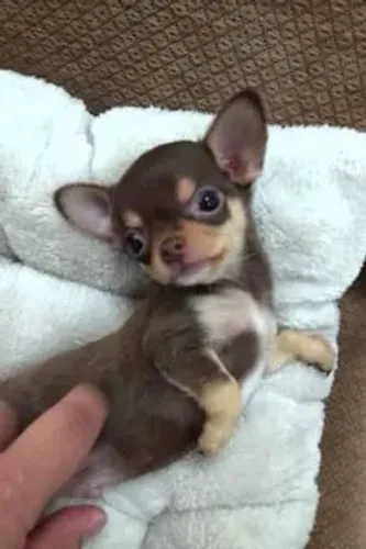 Chihuahua Filhotes pelo curto